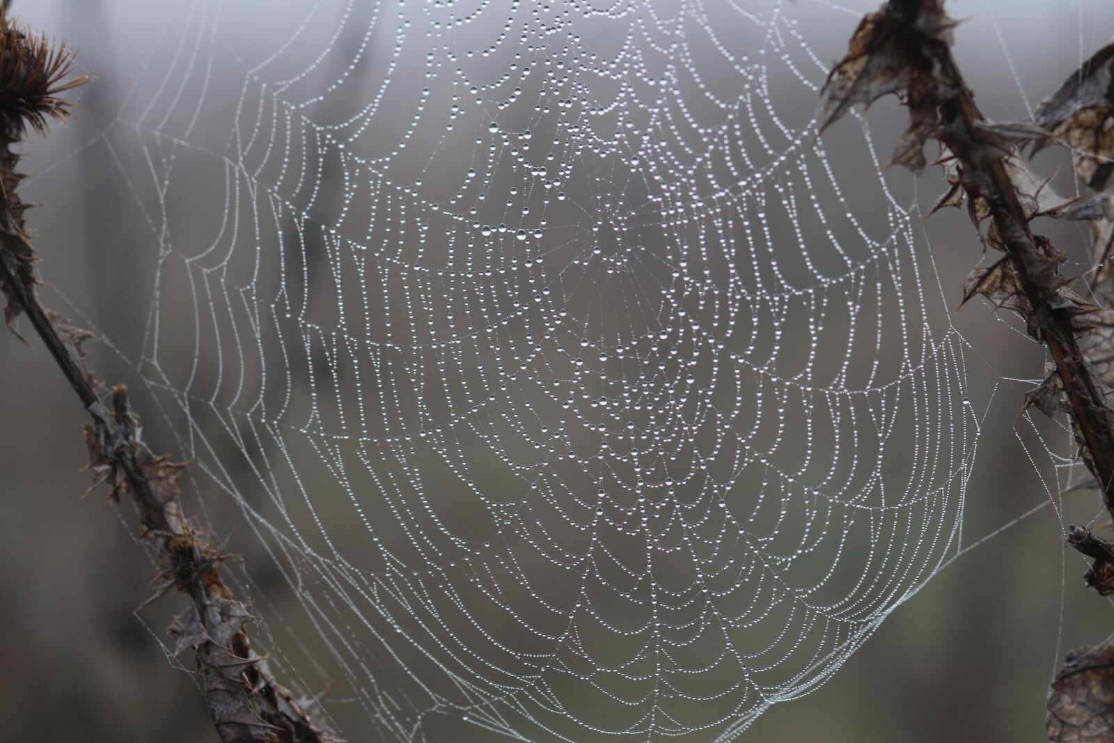 Canon EOS 700D (EOS Rebel T5i / EOS Kiss X7i) + Canon EF 85mm F1.8 USM sample photo. Spider web, drops, dew photography