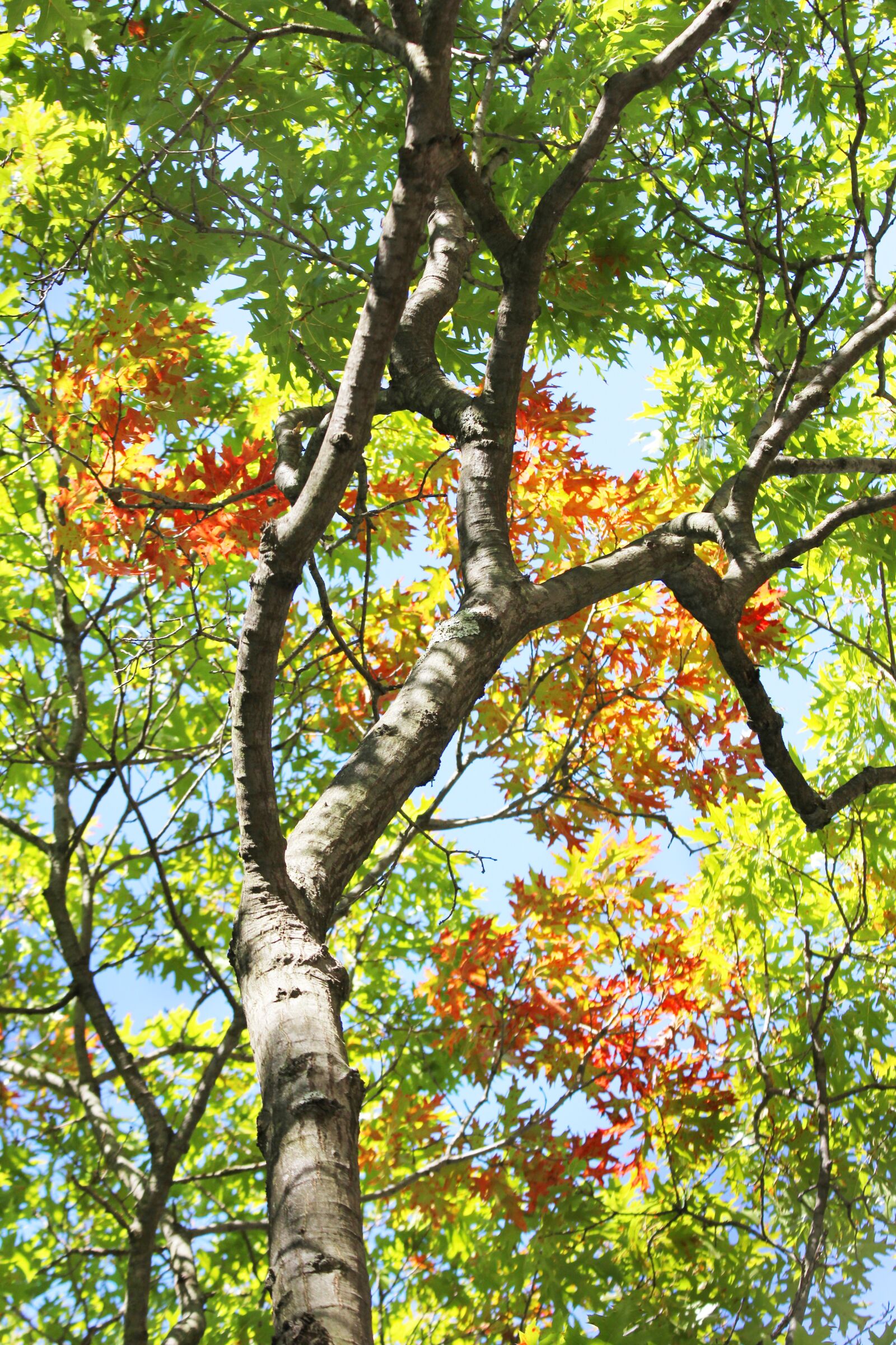 Canon EF 70-300mm F4-5.6 IS USM sample photo. Autumn, fall, tree photography