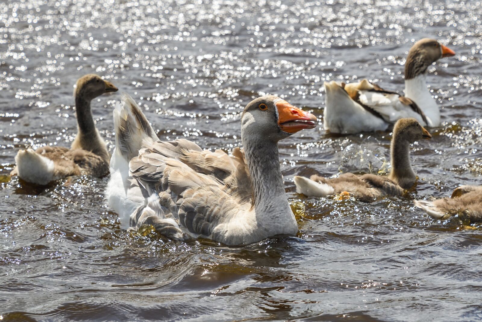 Nikon D500 sample photo. Goose, swim, water photography