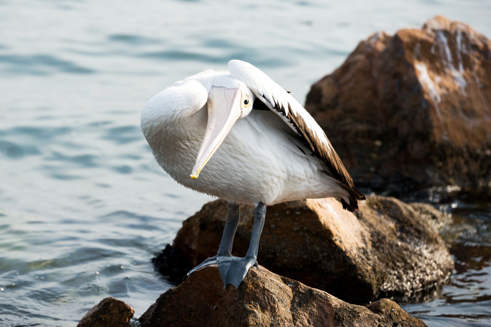 Nikon Df sample photo. Pelican, funny, pose photography