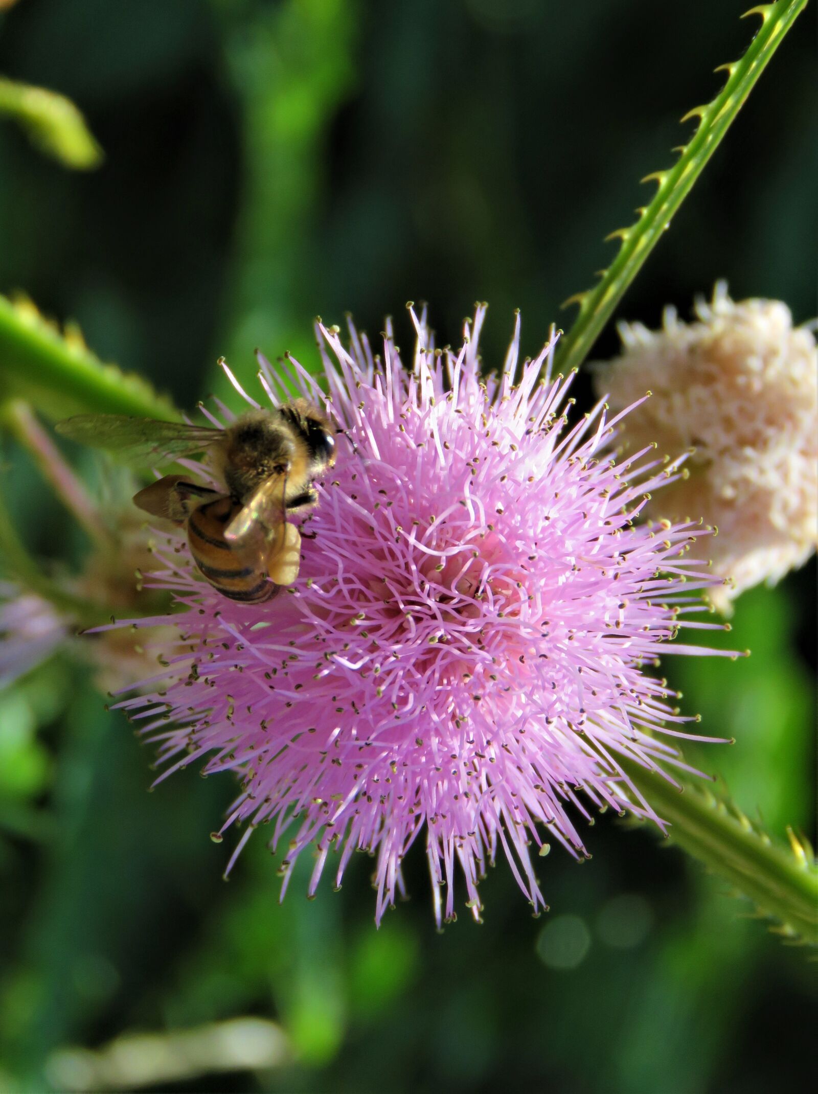 Canon PowerShot SX60 HS sample photo. Flower, bee, insect photography