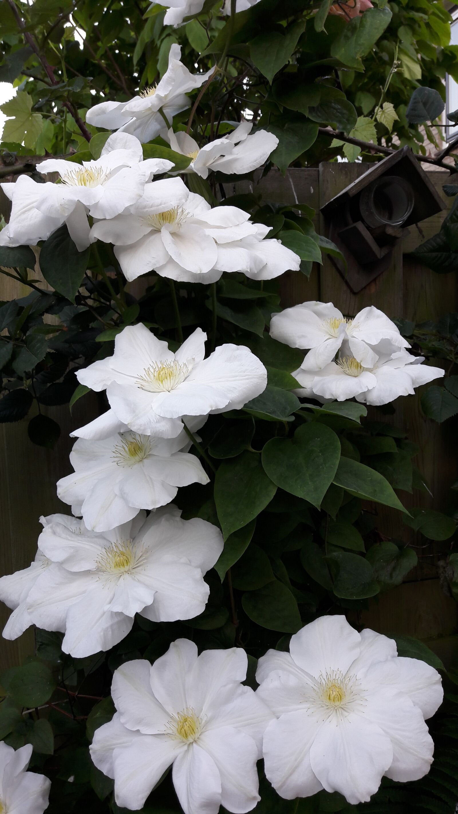 Samsung Galaxy A5(2016) sample photo. Marthapostma's, clematis, white photography