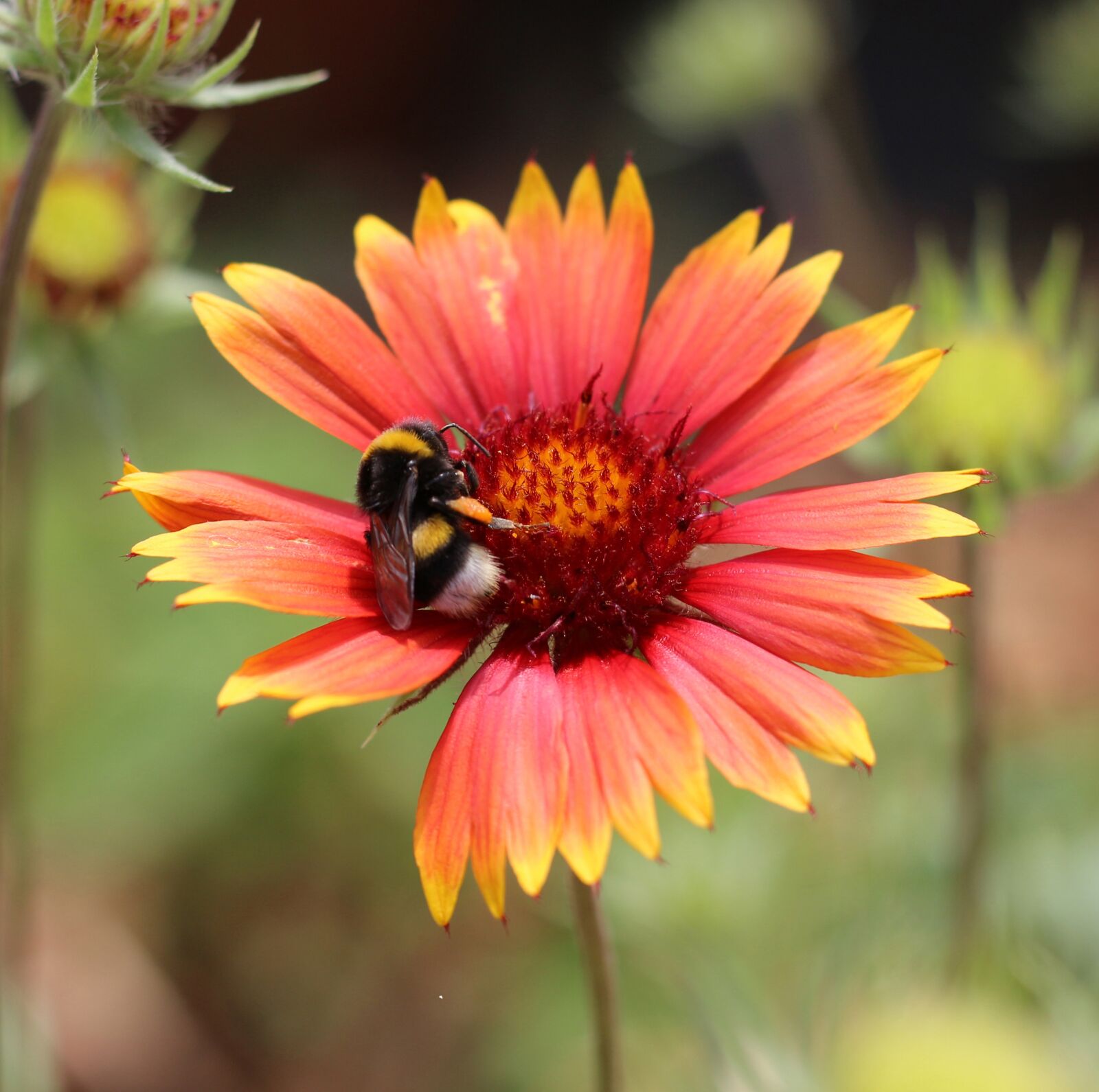 Canon EOS 700D (EOS Rebel T5i / EOS Kiss X7i) sample photo. Firewheel, blanket flower, colorful photography