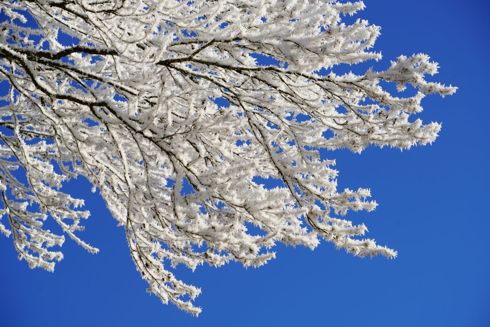 Sony a7R II + Sony FE 24-240mm F3.5-6.3 OSS sample photo. Aesthetic, hoarfrost, winter photography