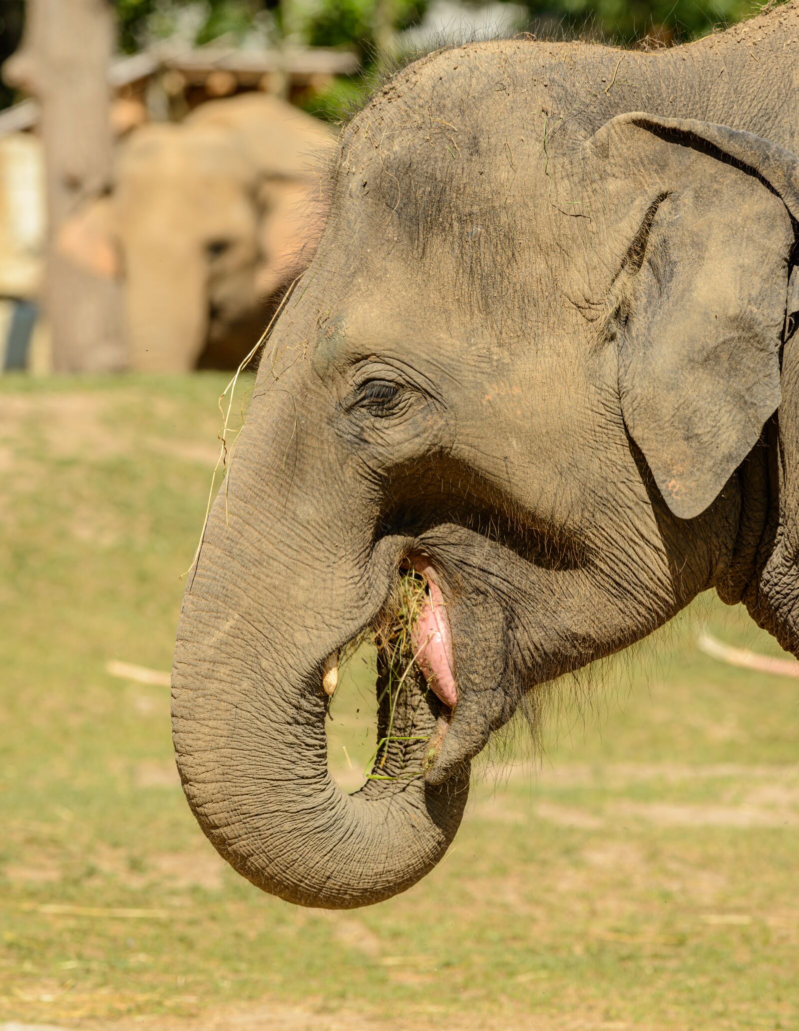 Nikon D800E sample photo. Elephant, portrait, trunk photography