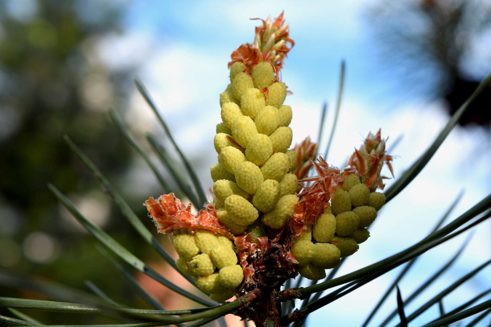 Nikon D3300 sample photo. Pine, cone, spring, szyszka photography