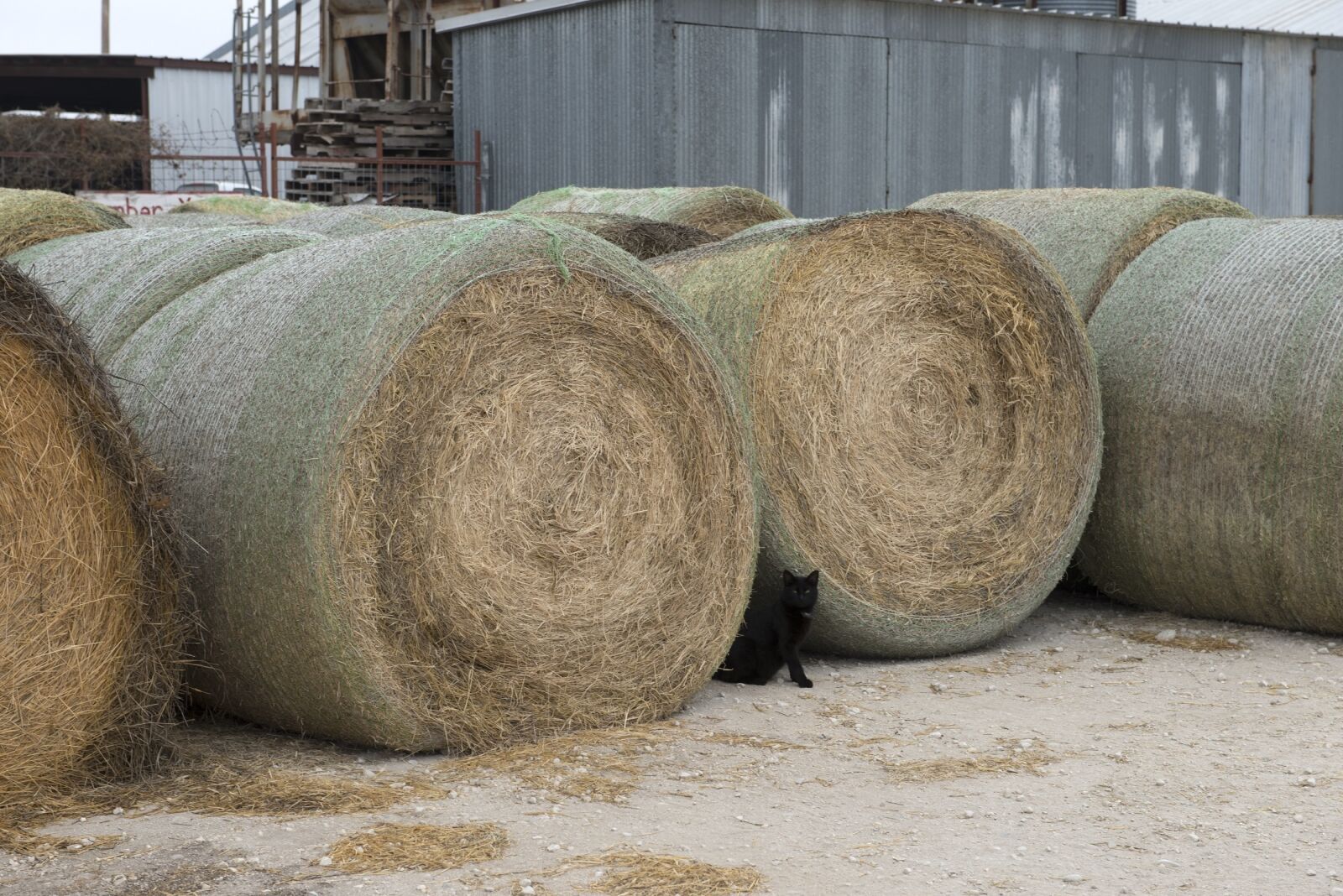 Nikon D800E sample photo. Black cat, hay, bales photography