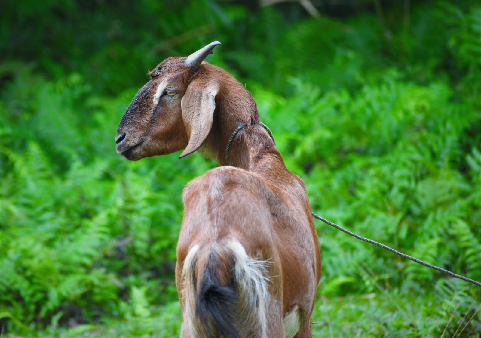 Nikon D5600 sample photo. Nature, animal, grass photography