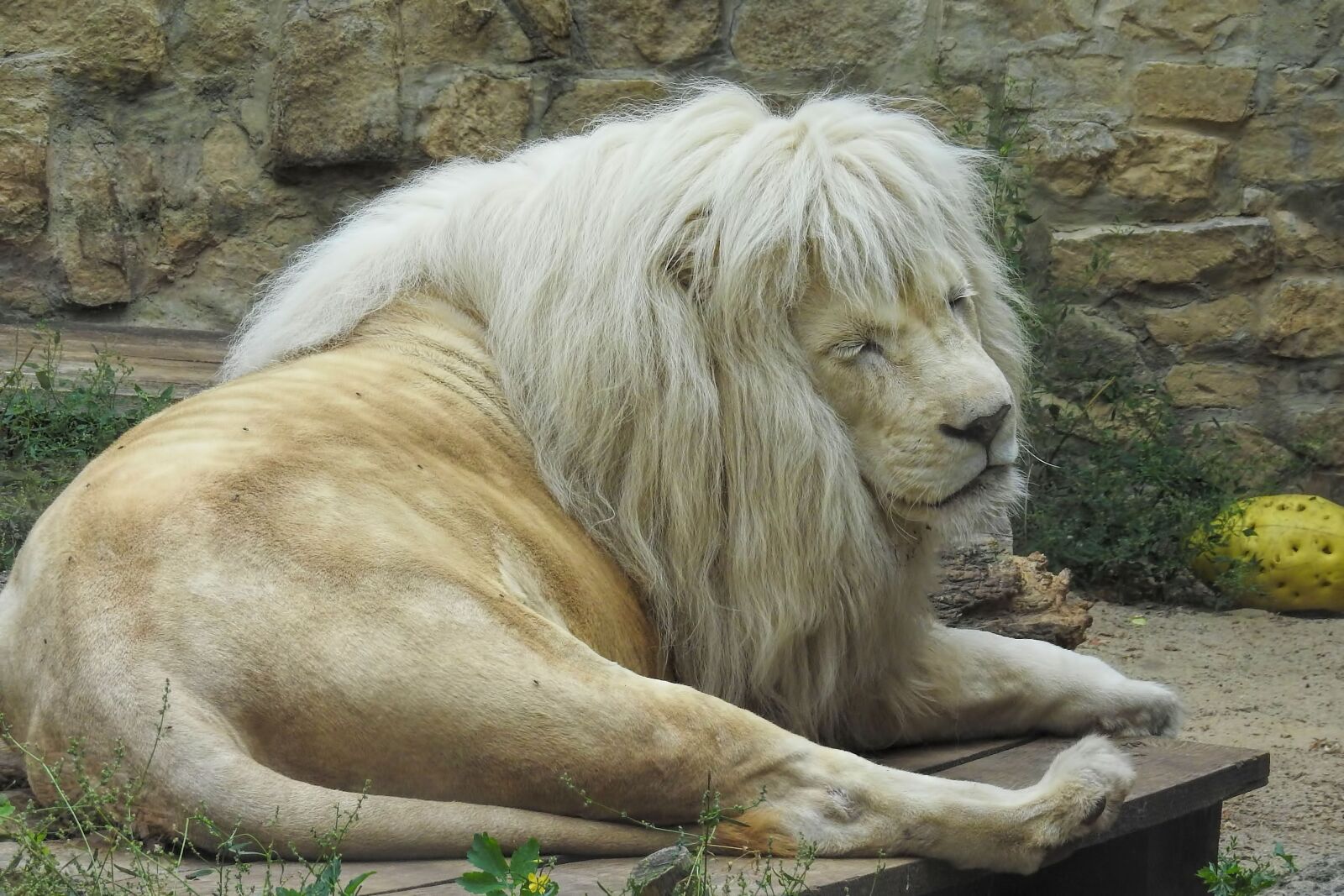 Nikon Coolpix P900 sample photo. Lion, white lion, big photography