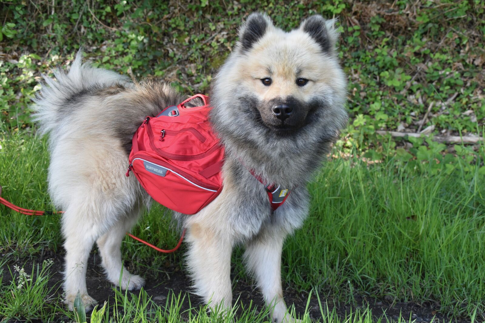 Nikon D5600 sample photo. Dog, dog eurasier, dog photography
