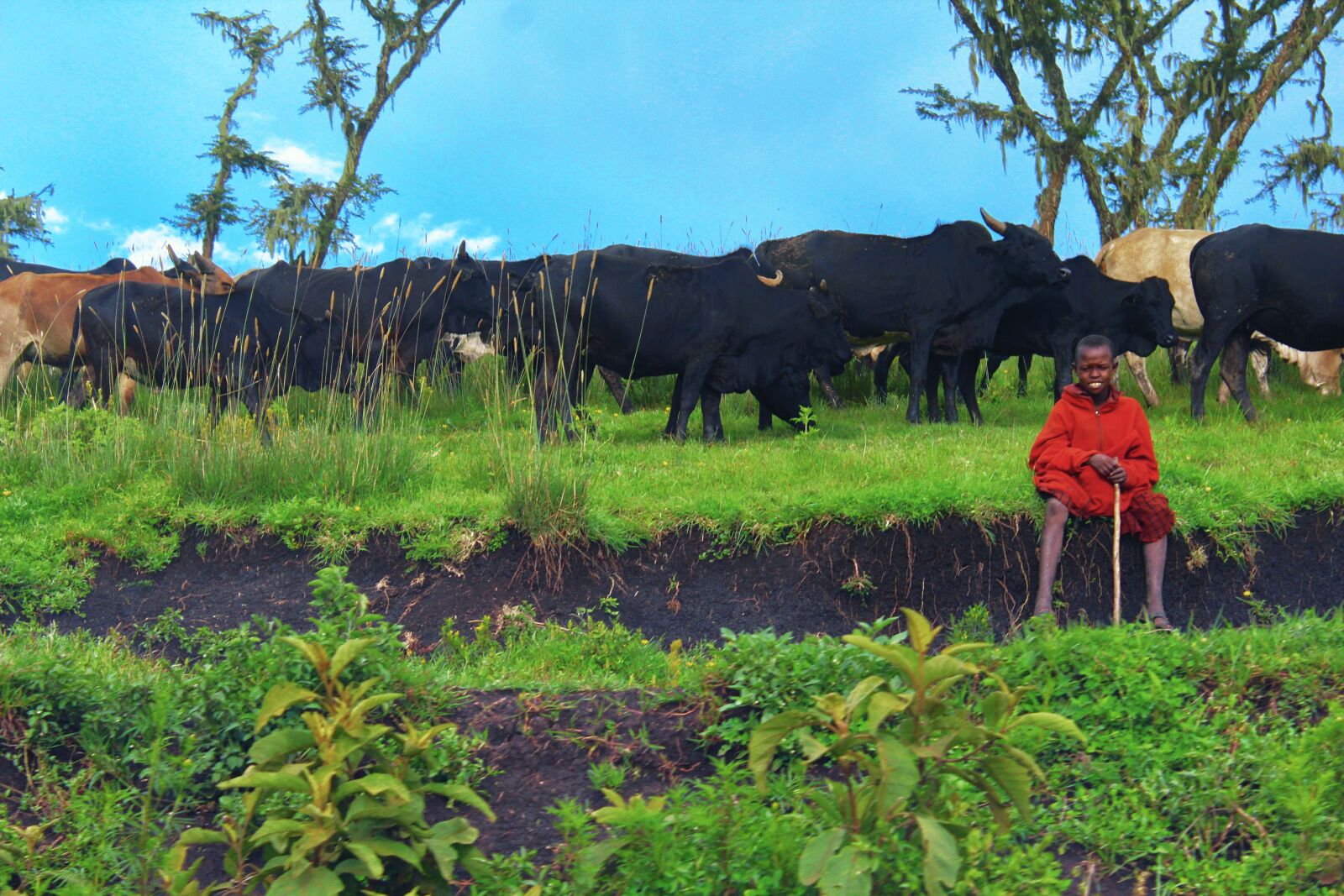 Canon EOS 1200D (EOS Rebel T5 / EOS Kiss X70 / EOS Hi) sample photo. Masai, cattle, ngorongoro photography