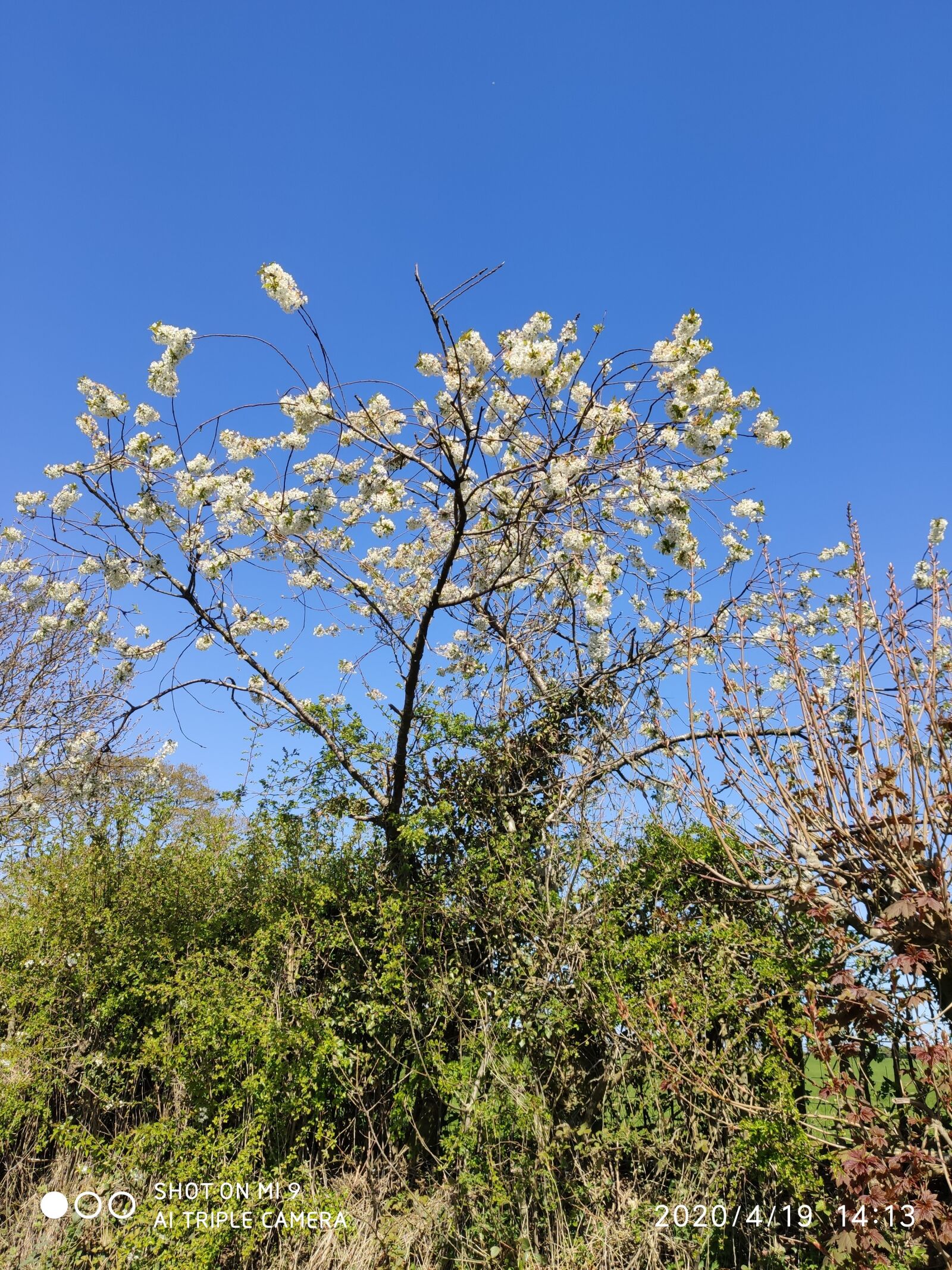 Xiaomi MI 9 sample photo. May blossom, blue sky photography