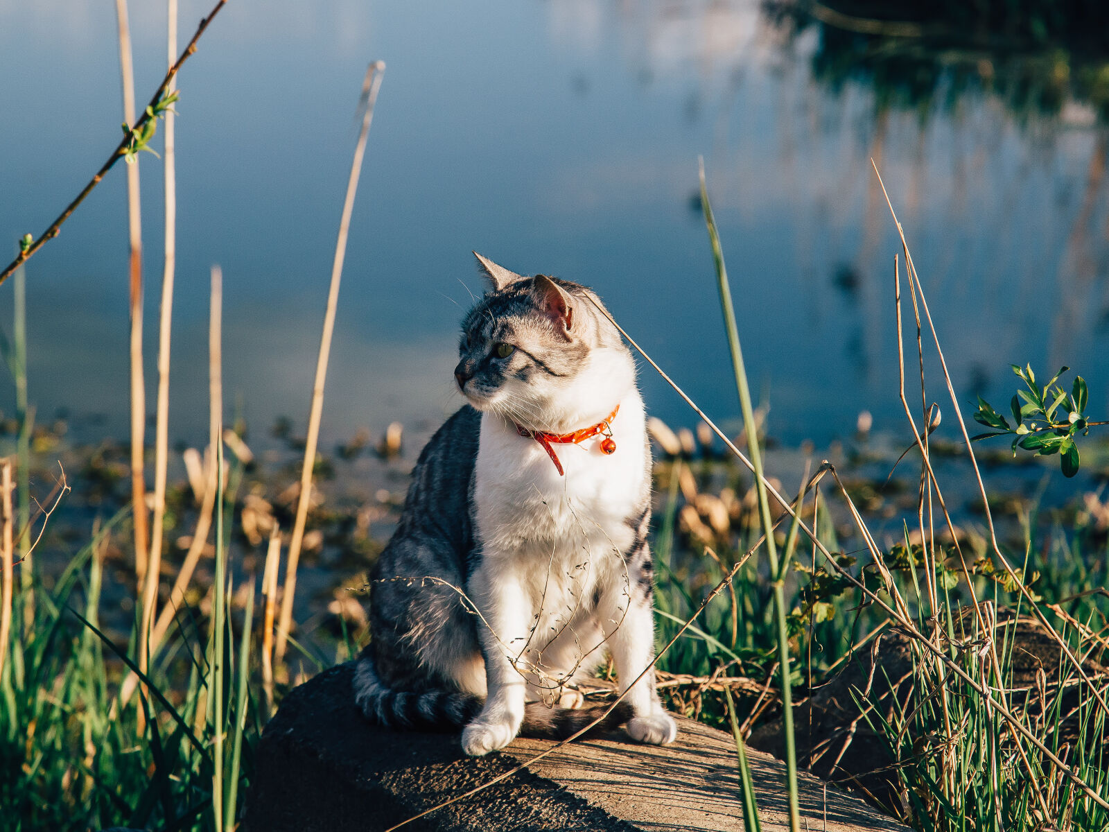 Canon EF 24-105mm F4L IS USM sample photo. Animal, cat, cute, green photography