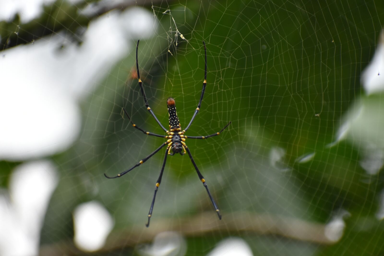 Nikon D3400 sample photo. Spider, web, insect photography