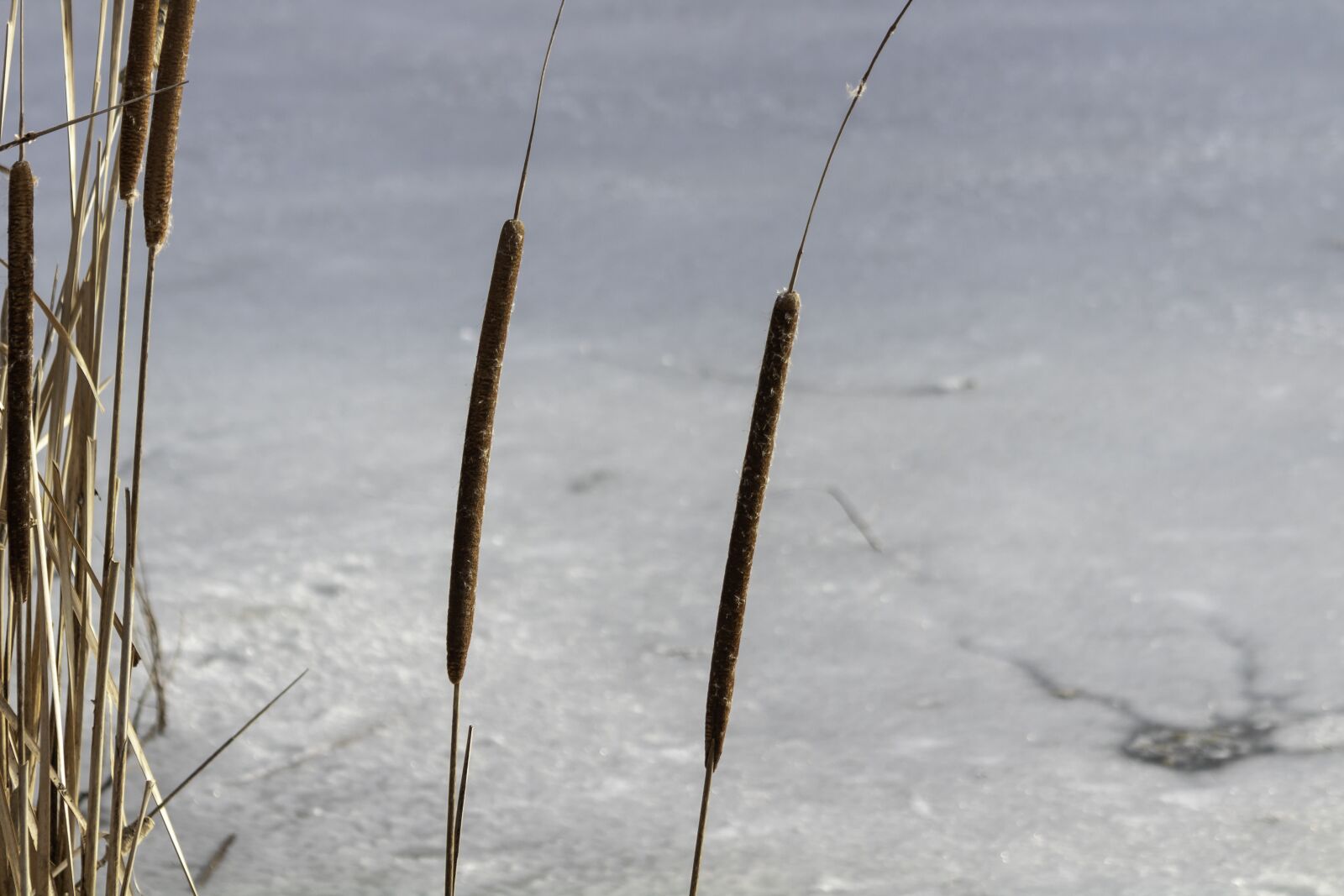 Canon EF75-300mm f/4-5.6 sample photo. Wildflower, mace, cattail photography
