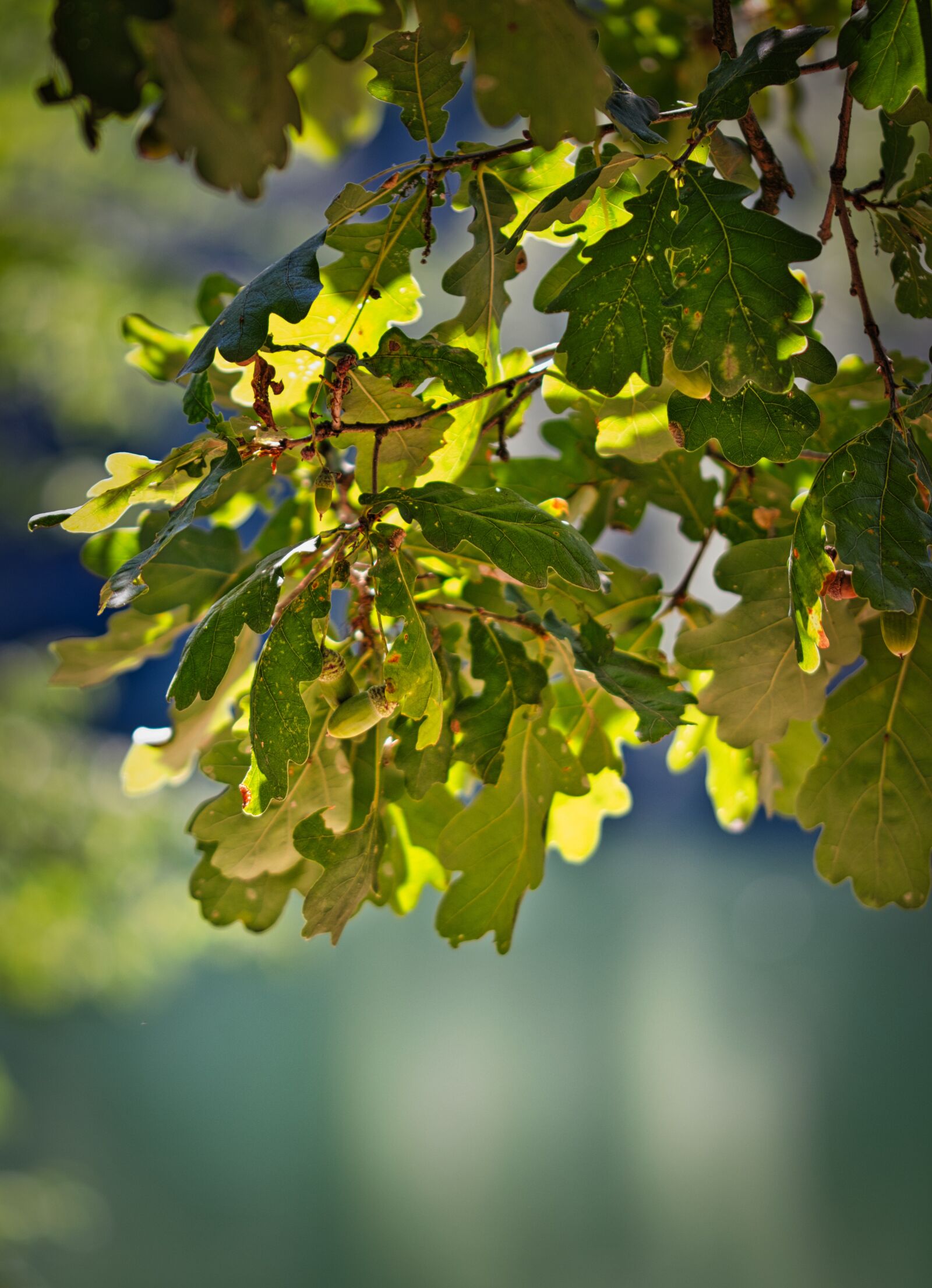 Canon EOS 200D (EOS Rebel SL2 / EOS Kiss X9) sample photo. Oak, leaves, nature photography