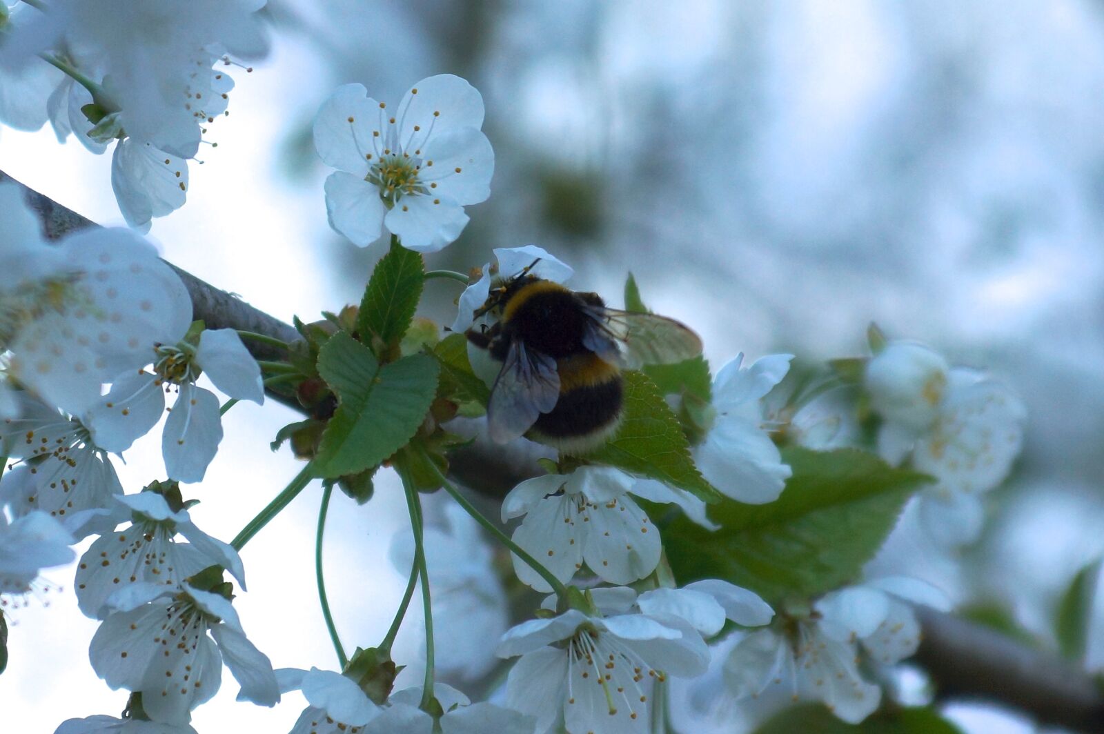 Sony SLT-A77 sample photo. Hummel, flowers, spring photography