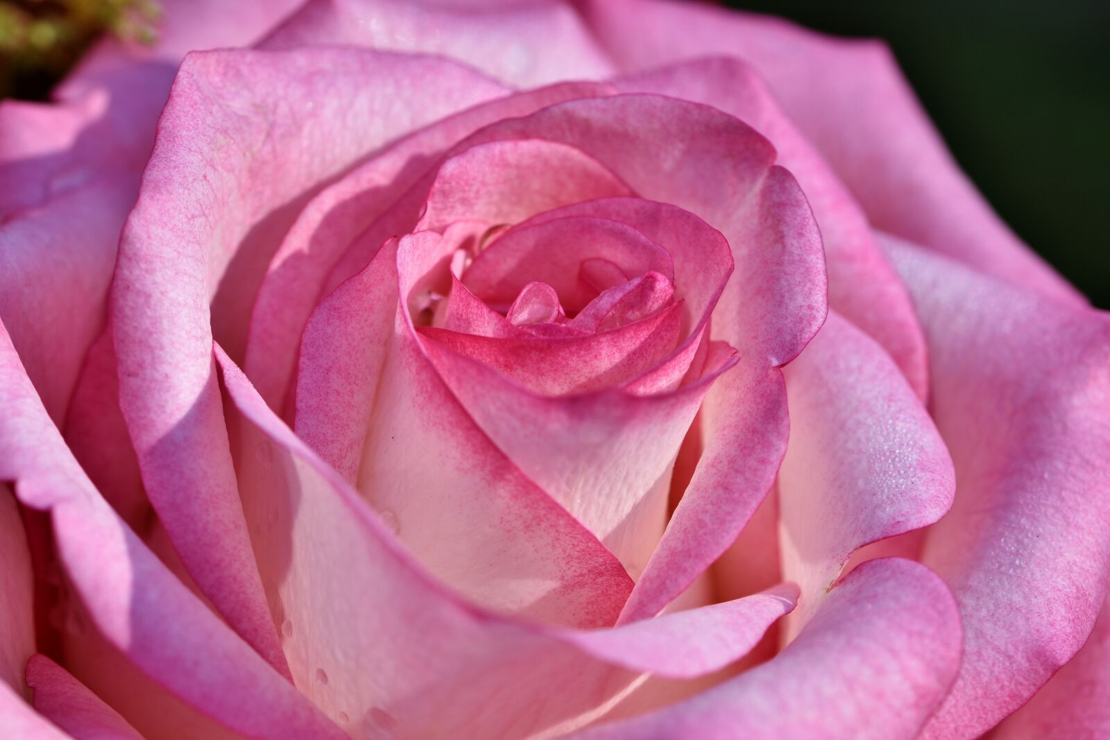 Nikon D7200 sample photo. Rose, rose bloom, floribunda photography