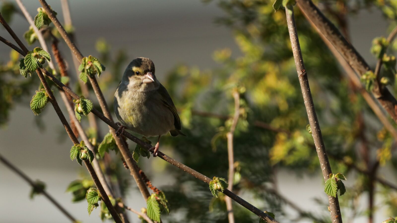 150-600mm F5-6.3 DG OS HSM | Contemporary 015 sample photo. Tit, nature, bird photography