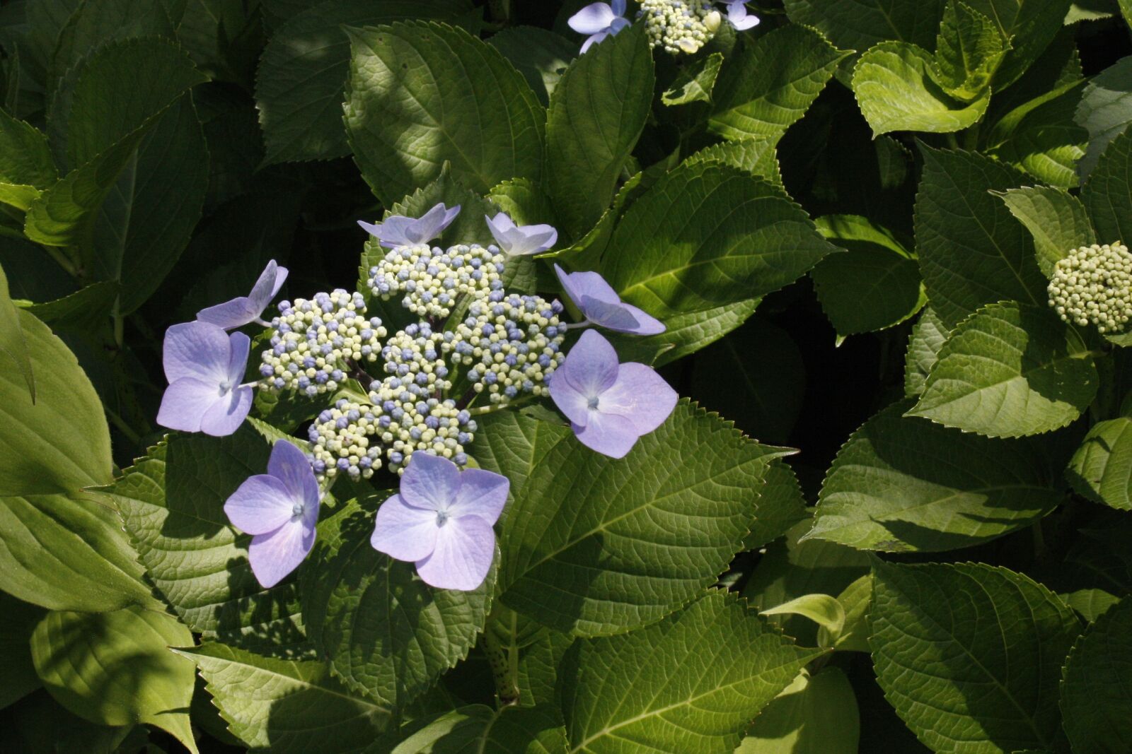 Canon EOS 450D (EOS Rebel XSi / EOS Kiss X2) sample photo. Flower, violet, green photography