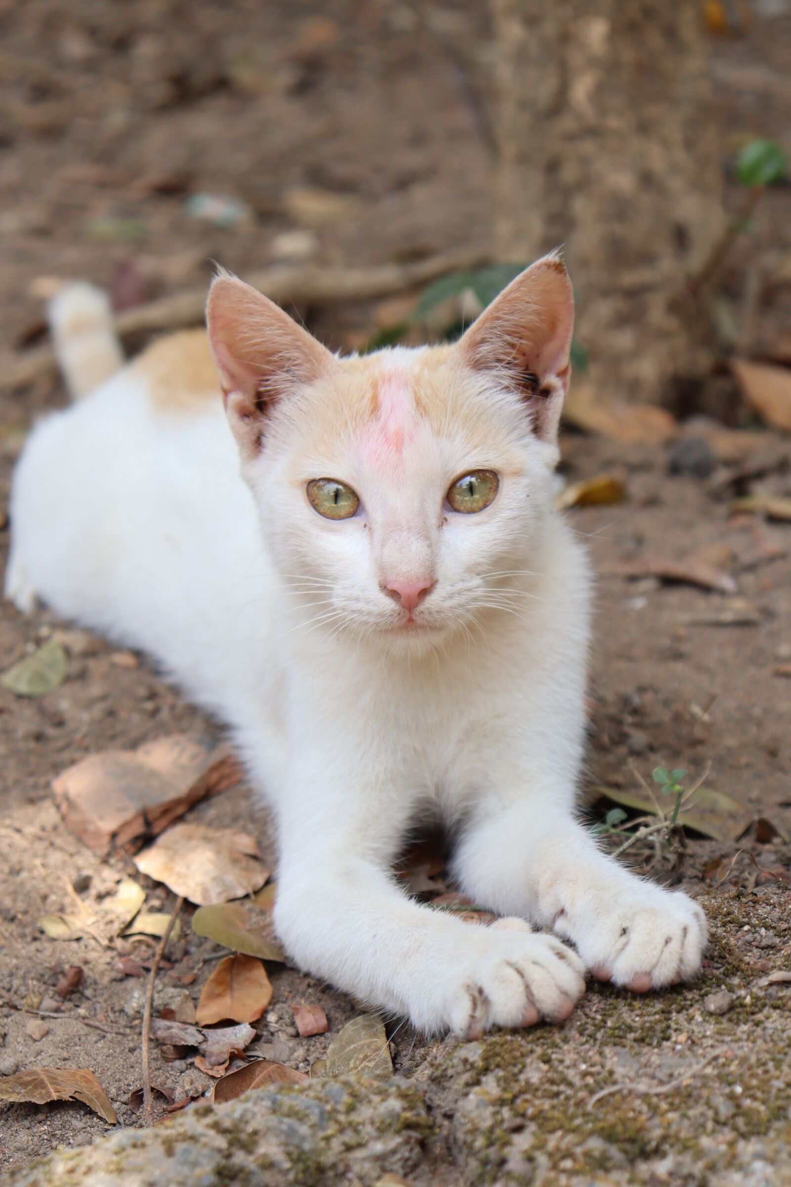 Canon EOS 250D (EOS Rebel SL3 / EOS Kiss X10 / EOS 200D II) sample photo. Cat, white, kitten photography