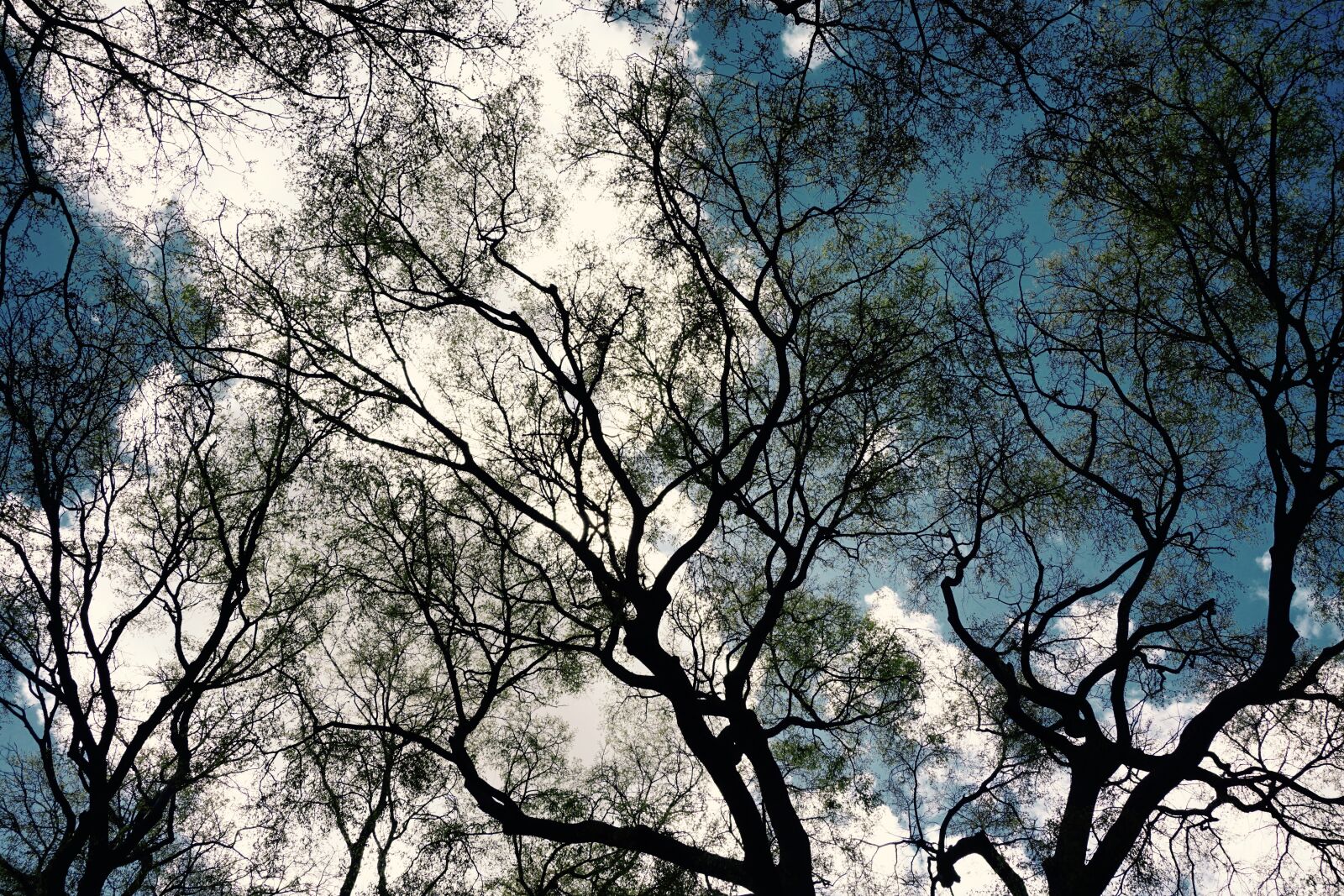 Sony a6000 sample photo. Looking up, trees, blue photography