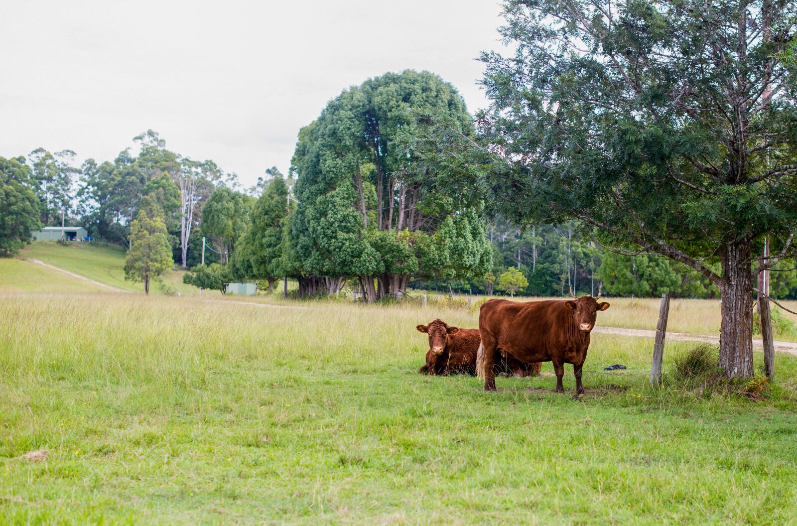 Nikon D600 sample photo. Farm, cow, beef photography