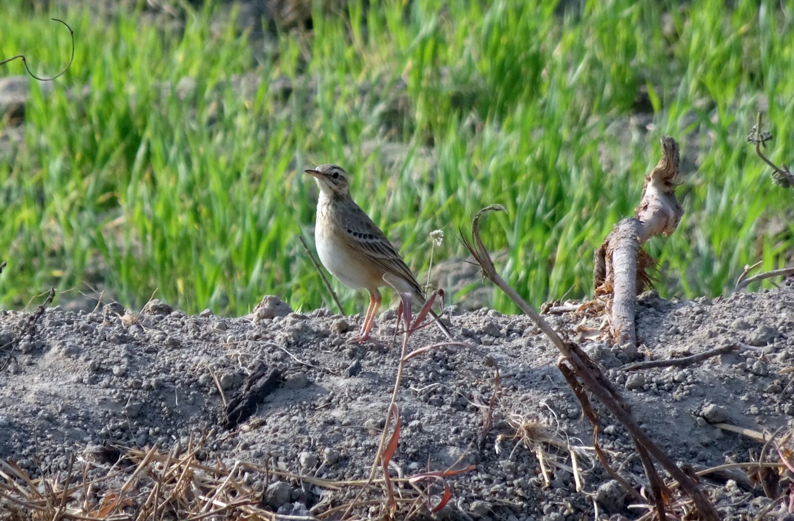 Sony Cyber-shot DSC-HX90V sample photo. Pipit, paddyfield, bird photography