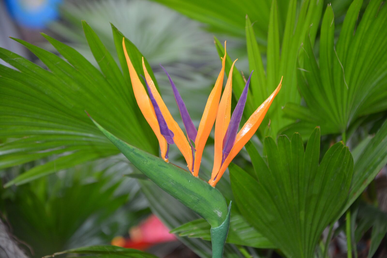 Nikon D5200 sample photo. Plant, plant strelitzia, decorative photography