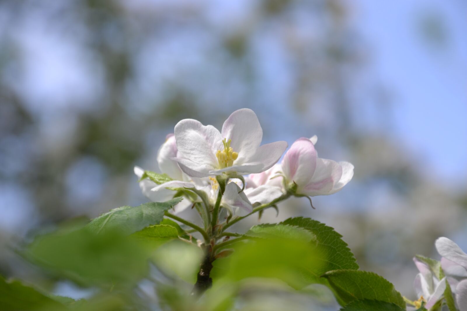 Nikon D3100 sample photo. Apple, tree, apple tree photography