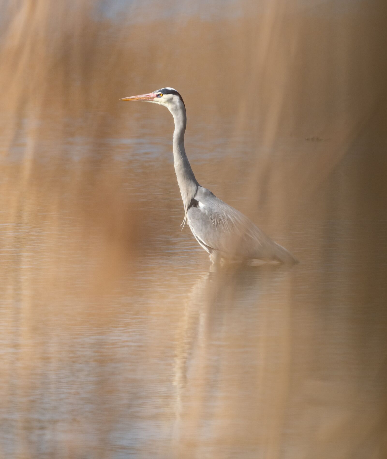 Nikon D850 sample photo. Heron, pond, reeds photography