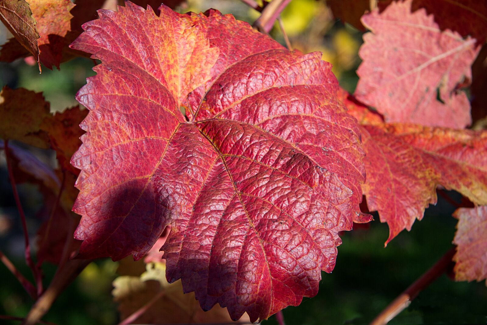 Canon EOS 7D sample photo. Autumn, leaves, fall leaves photography