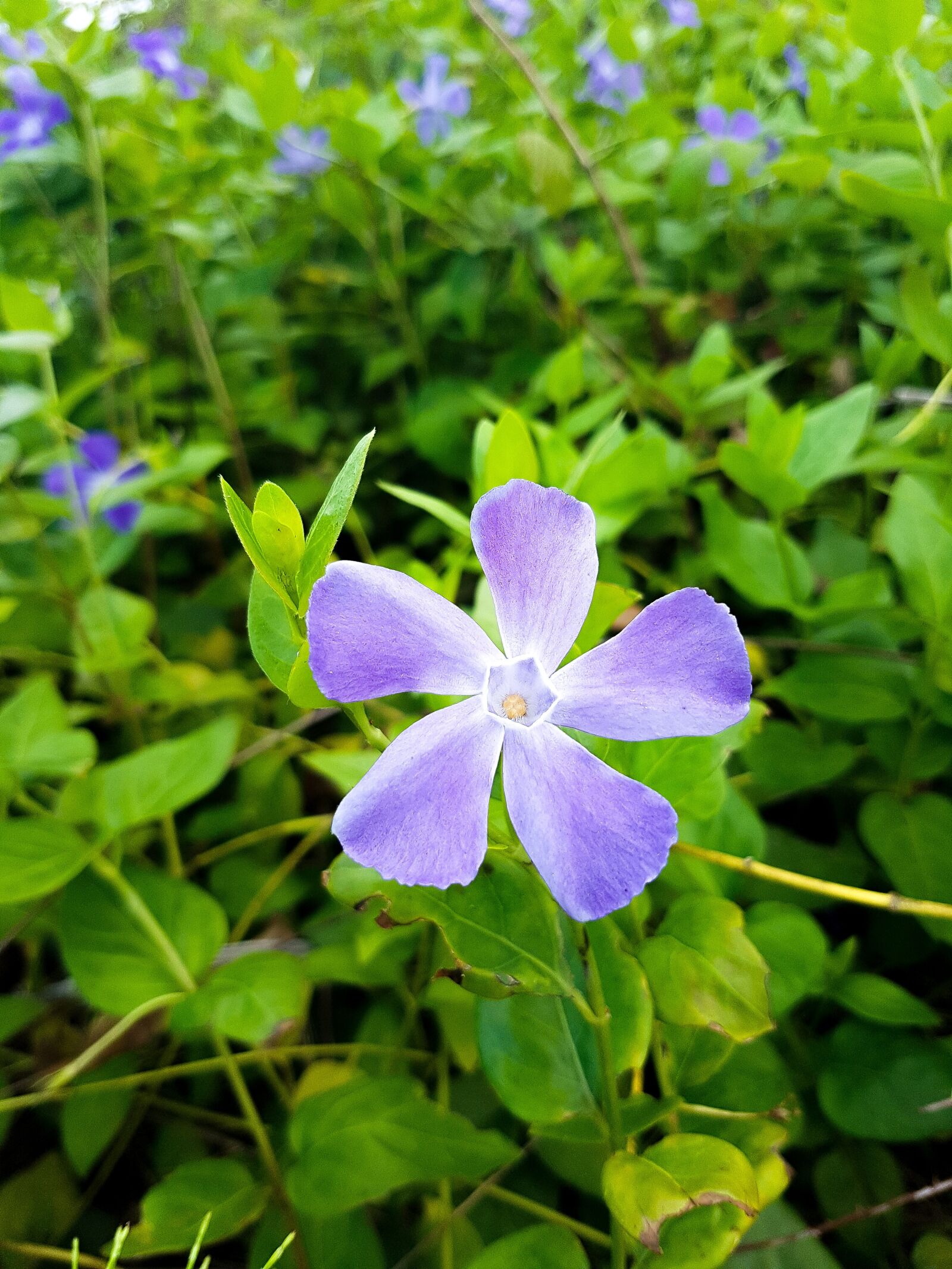 Samsung Galaxy S7 Edge Rear Camera sample photo. Plant, flower, nature photography