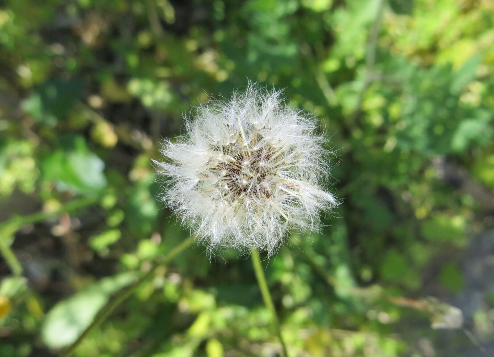 Canon PowerShot SX260 HS sample photo. Nature, summer, flora photography
