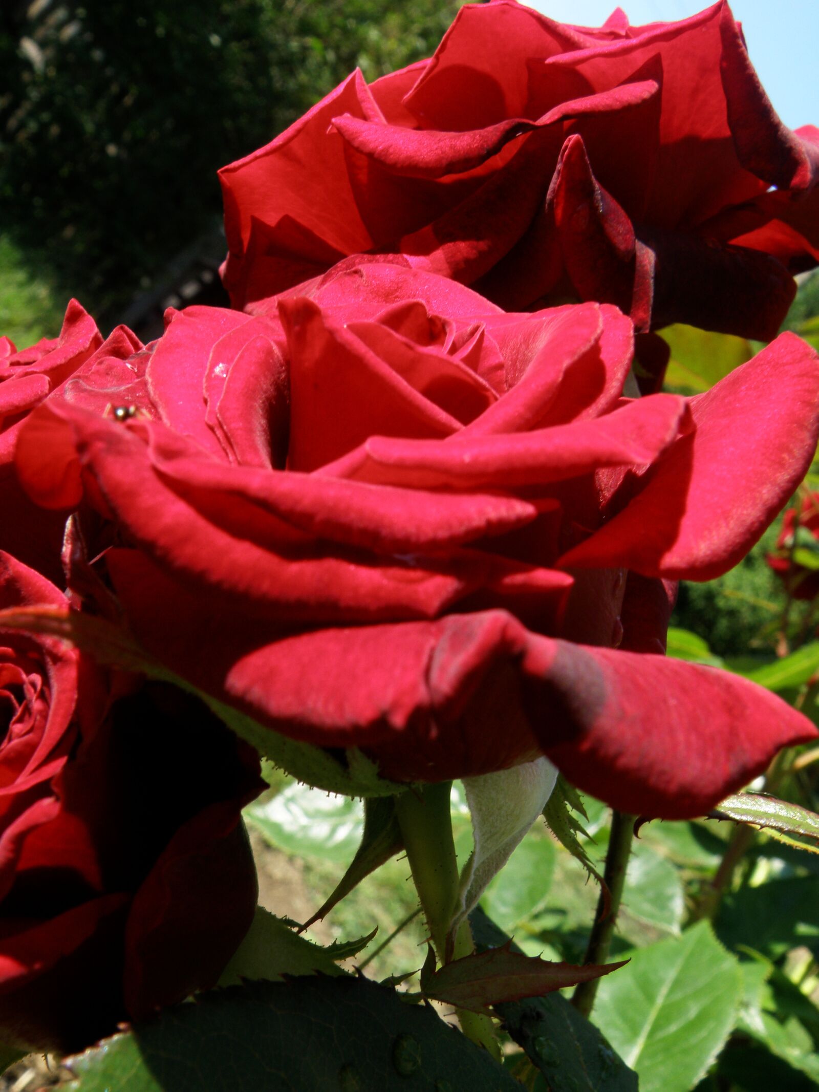 Olympus SP570UZ sample photo. Rose, flower, bloom photography