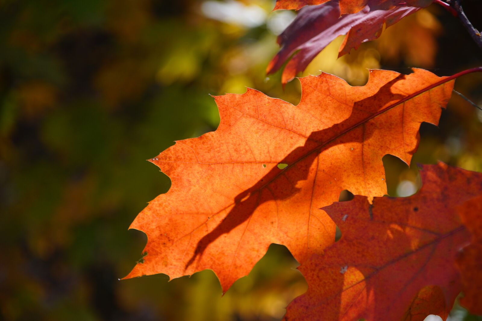 Sony DT 18-200mm F3.5-6.3 sample photo. Autumn, forest, nature photography