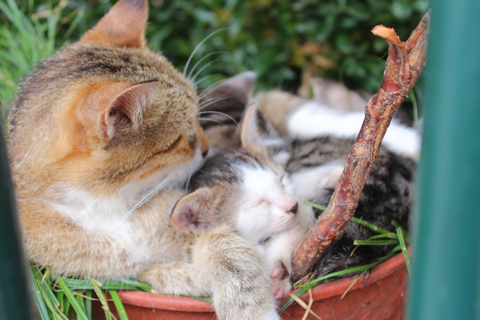 Canon EOS 1200D (EOS Rebel T5 / EOS Kiss X70 / EOS Hi) sample photo. Cat photography