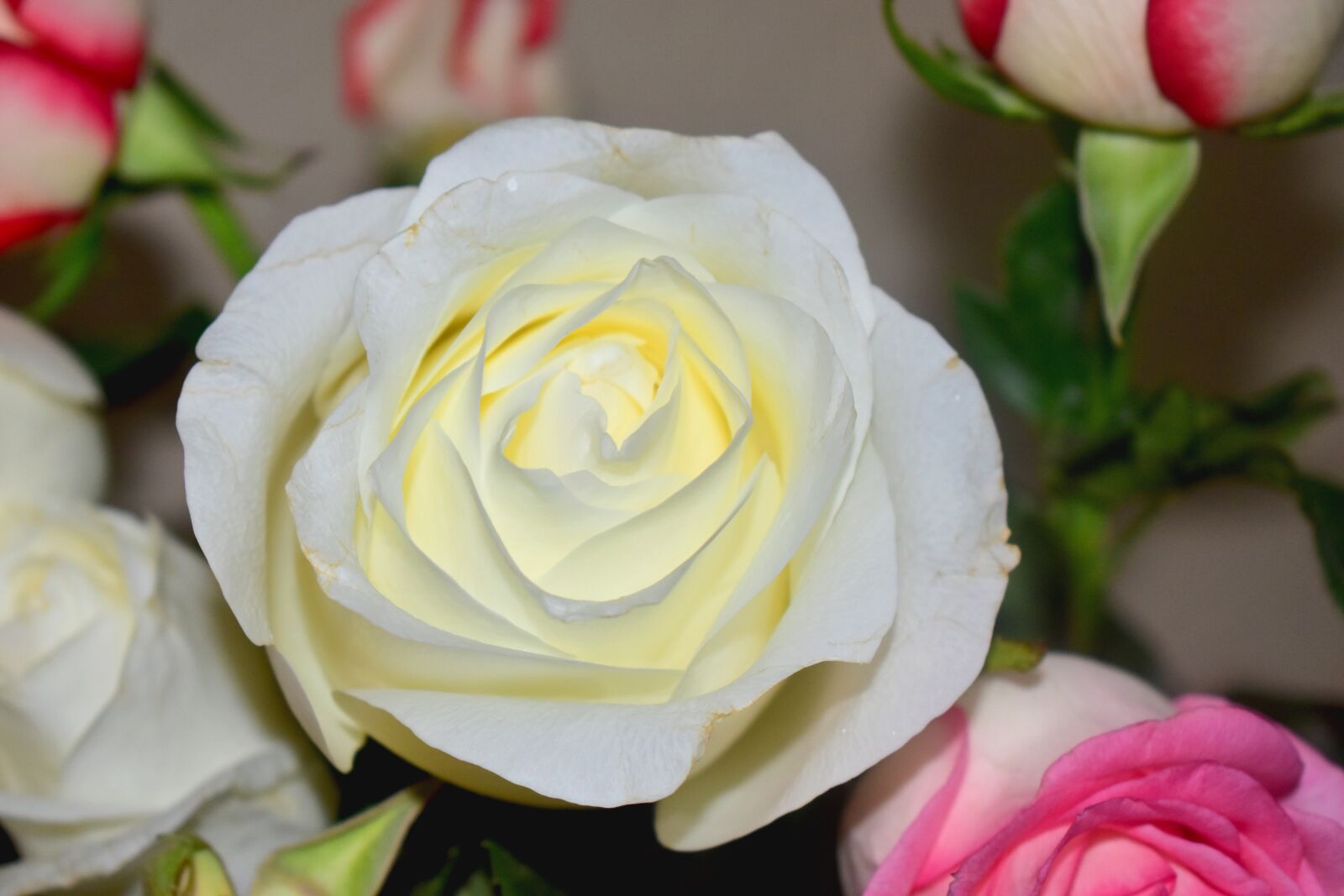 Nikon D5600 sample photo. Flower, rosa, plant photography