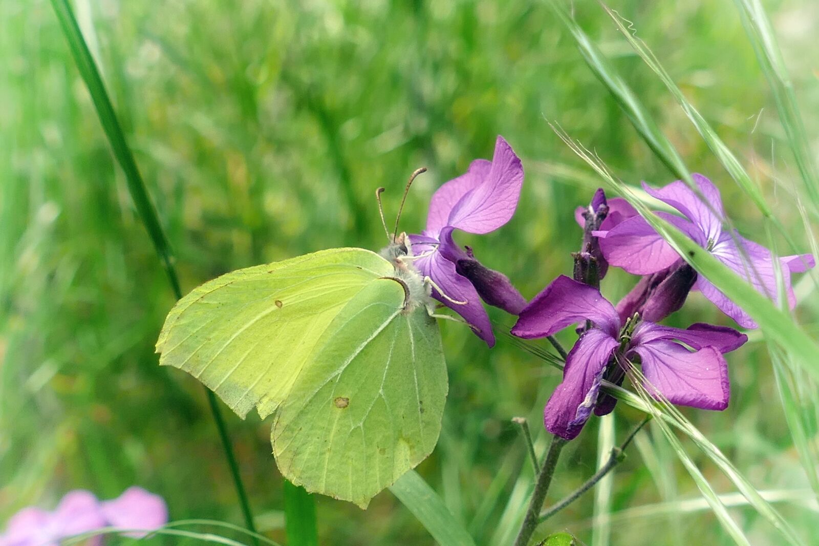 Panasonic Lumix DMC-FZ1000 sample photo. Butterfly, gonepteryx rhamni, purple photography