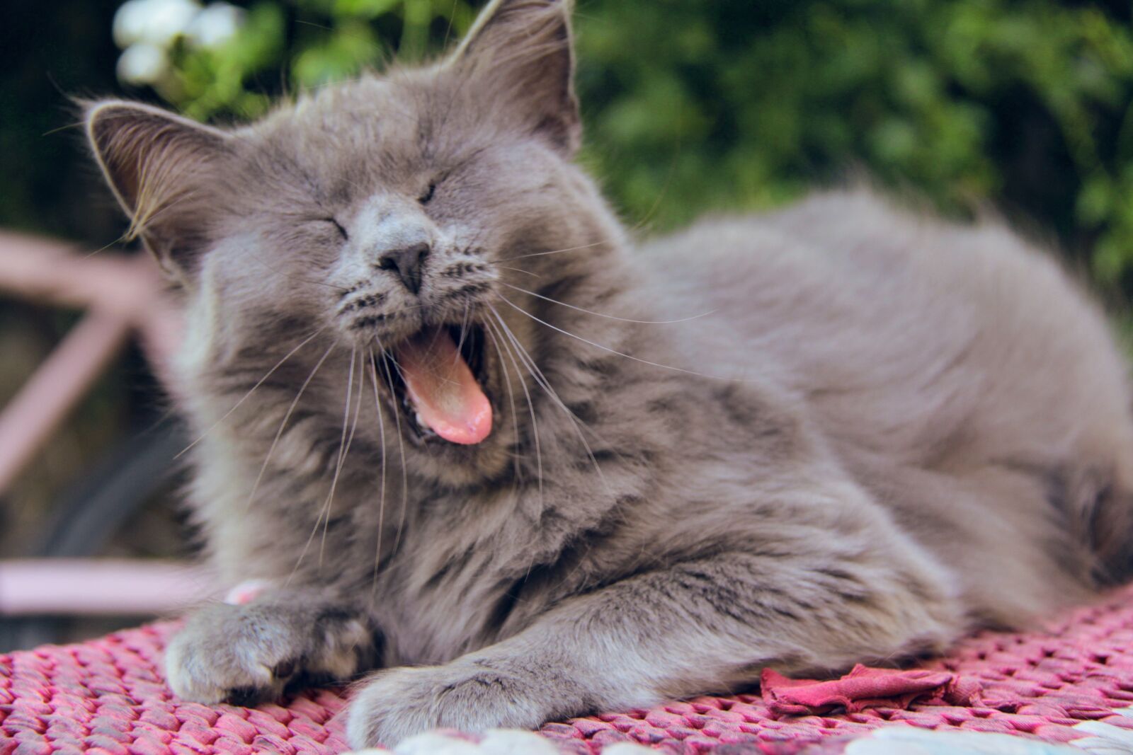 Canon EF-S 18-200mm F3.5-5.6 IS sample photo. Cat, tongue, smile photography