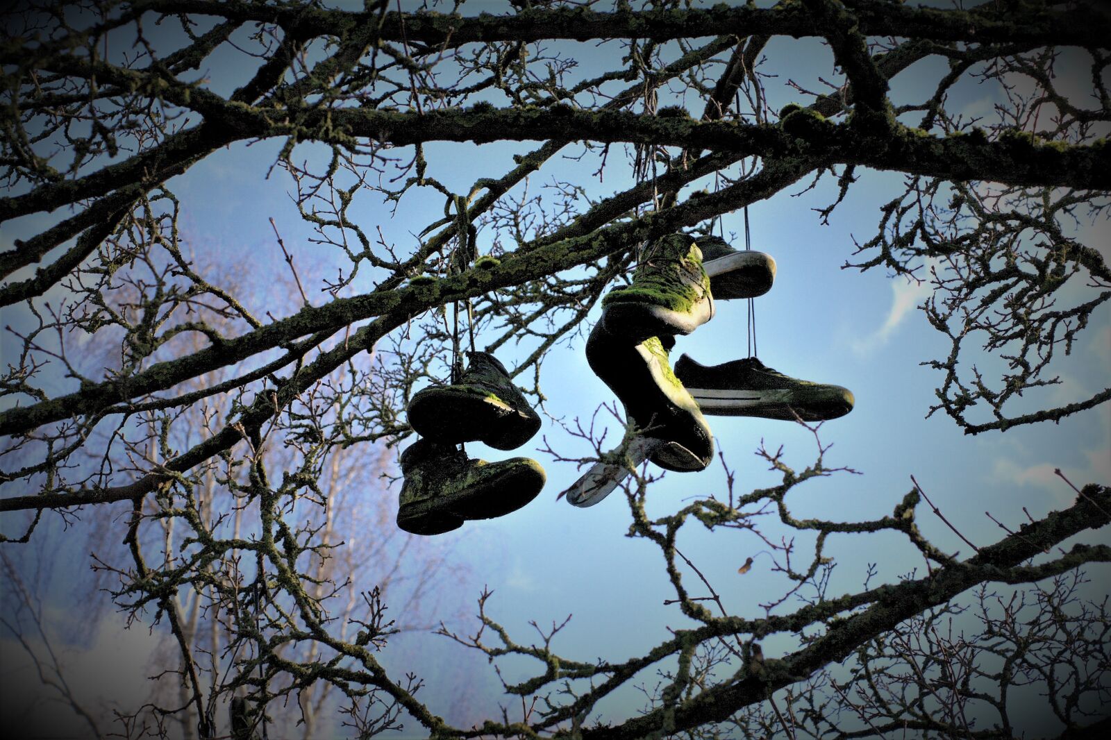 Canon EOS 400D (EOS Digital Rebel XTi / EOS Kiss Digital X) sample photo. Shoe, tree, skaters photography