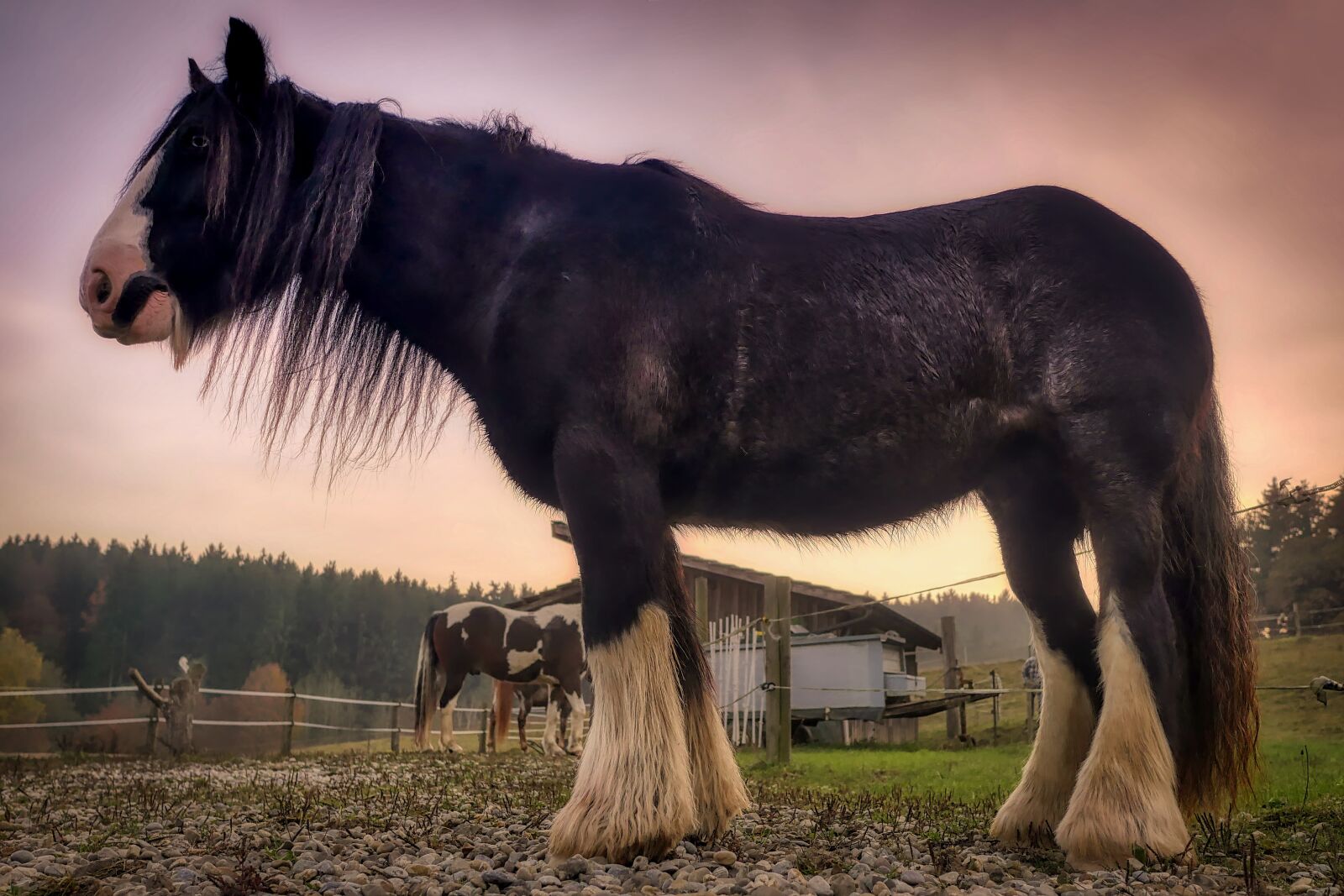 Panasonic Lumix DMC-GX8 sample photo. Horse, long haired, pony photography
