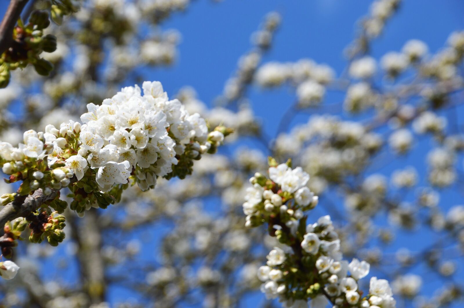 Nikon D3200 sample photo. Tree, flower, white photography