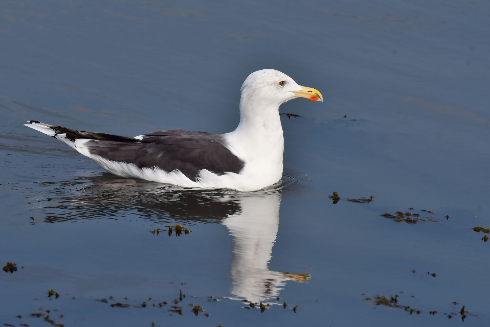 Nikon D500 sample photo. Ring-billed, larus marinus, large photography