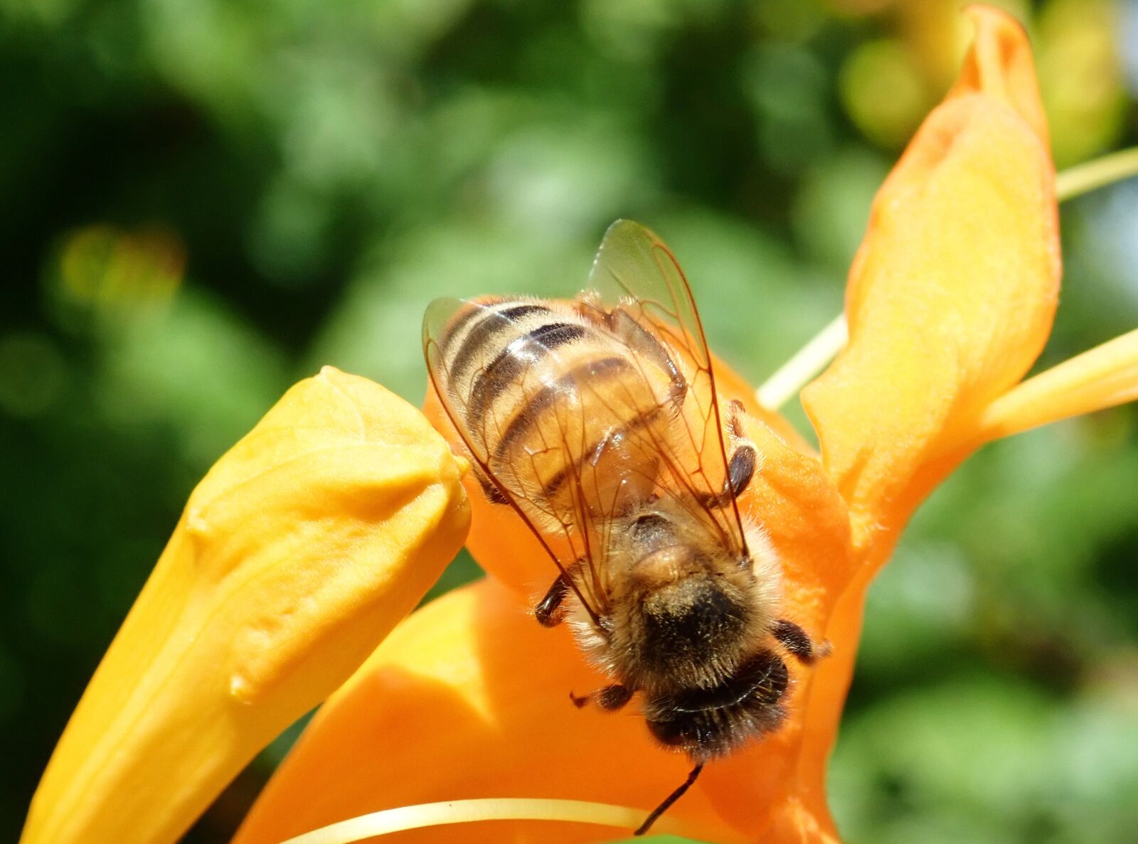 Olympus TG-5 sample photo. Bee, insect, nectar photography