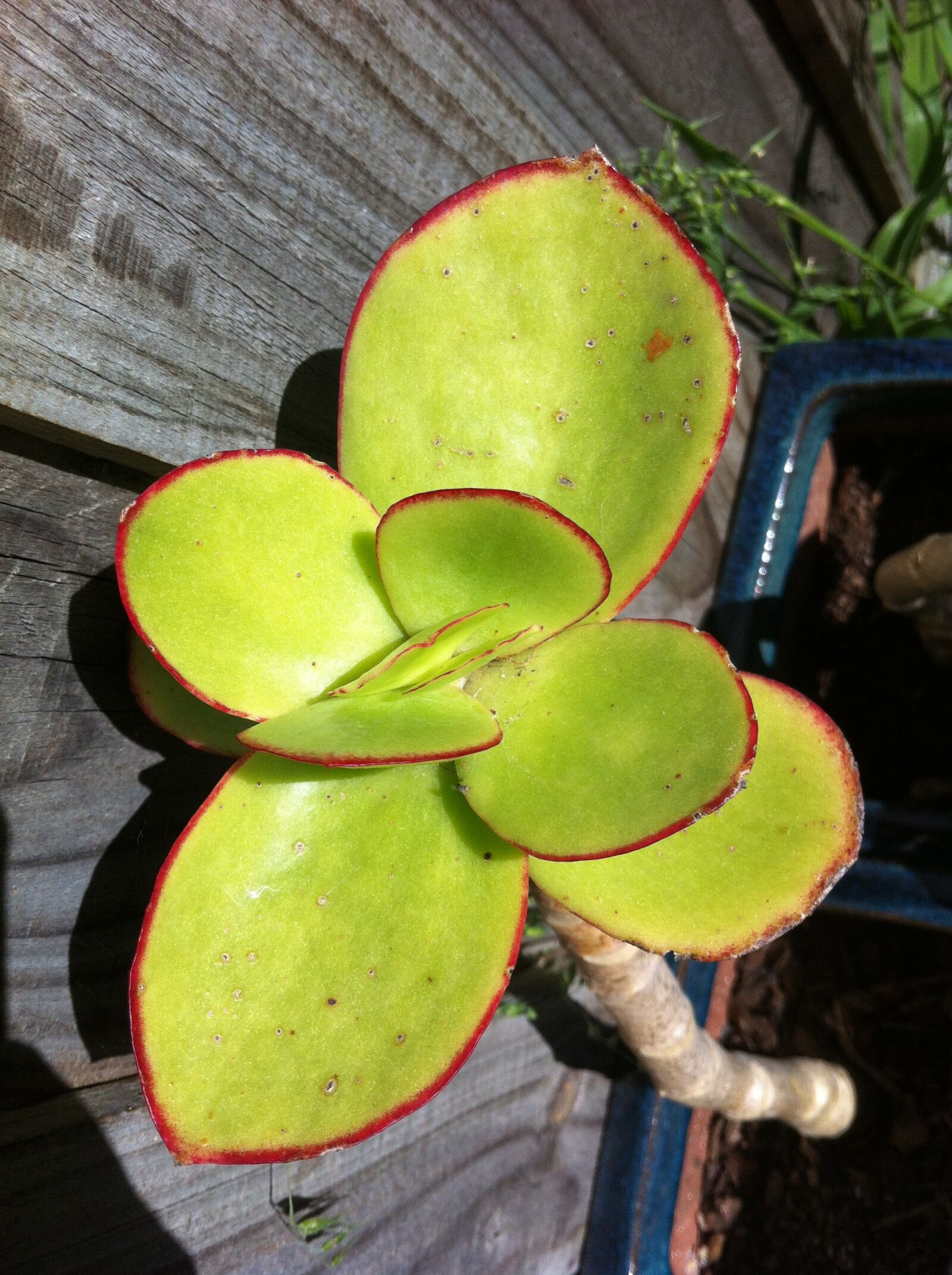 iPhone 4 back camera 3.85mm f/2.8 sample photo. Succulent, cactus, plant photography