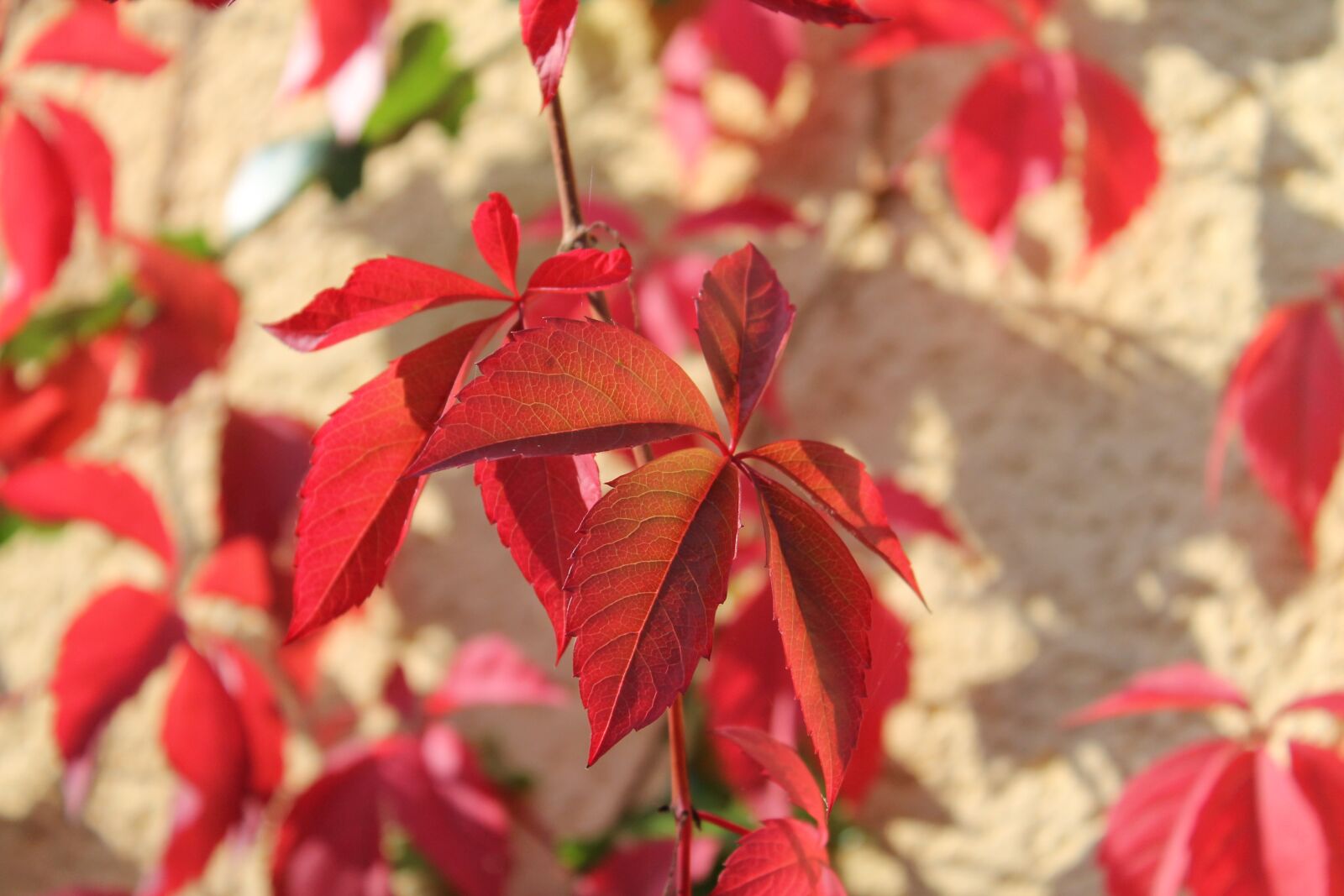 Canon EOS 1100D (EOS Rebel T3 / EOS Kiss X50) sample photo. Red, red leaves, nature photography