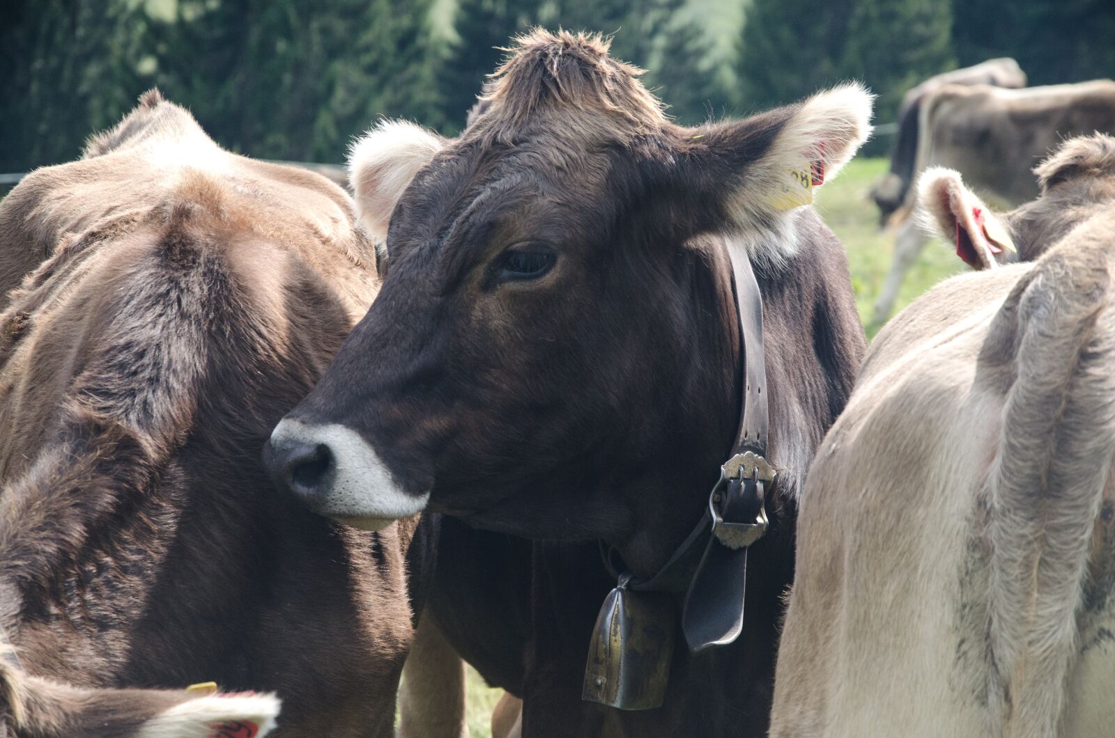 Nikon D5100 sample photo. Cows, pasture, cattle photography
