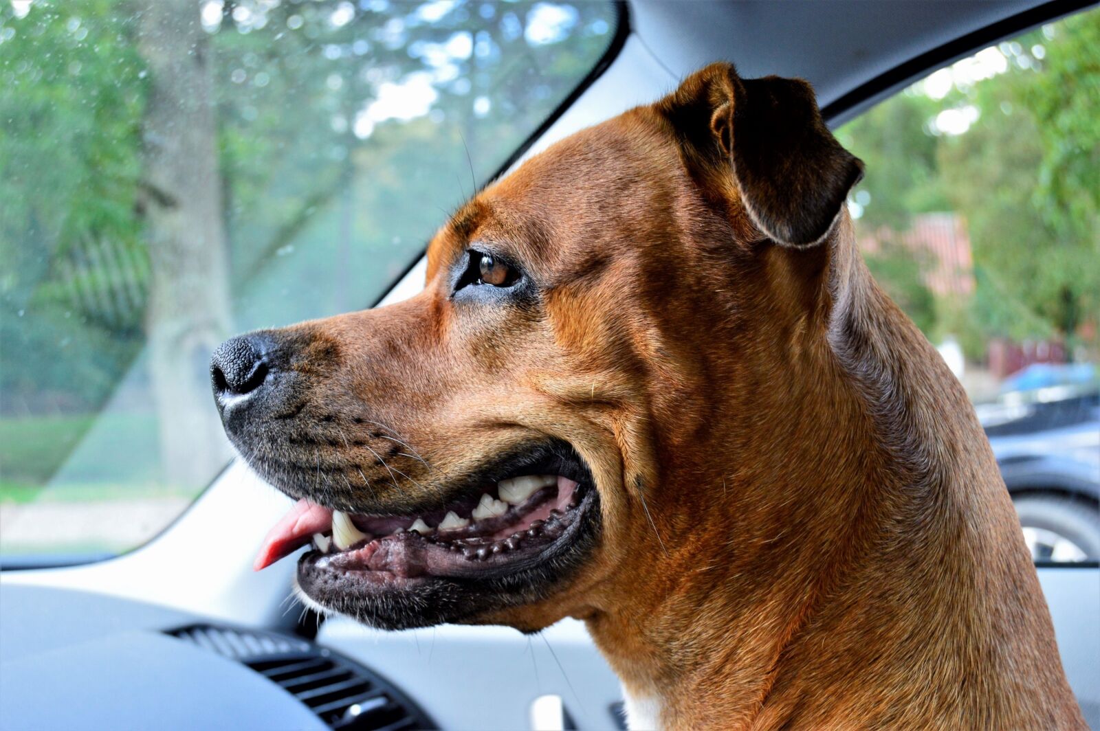 Nikon D3200 sample photo. Dog, rottweiler, amstaff photography
