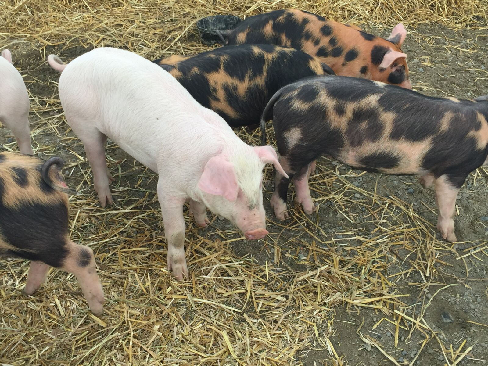 iPhone 6 back camera 4.15mm f/2.2 sample photo. Babies, baby, country, farm photography
